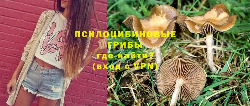 даркнет сайт  Ивантеевка  Псилоцибиновые грибы Cubensis 